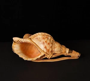 Stunning Horagai Conch shell trumpet 19Century ZF43 - Picture 1 of 15