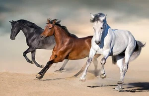 Carta da parati fotografica TESSUTO CAVALLI (5747S) camera da parati bambini pony zebra cavallo asino XXL - Foto 1 di 1