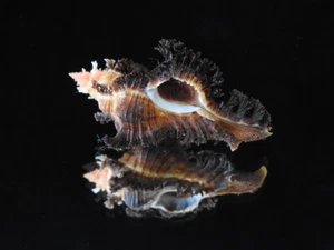 Sea Shell Chicoreus crocatus 58,3 mm ID#6269 - Imagen 1 de 5