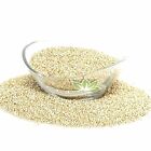 QUINOA Seeds Dried ORGANIC Bulk Spice,Chenopodium quinoa Semens