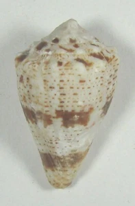 CONUS BARTSCHI 32,86 mm SCHÖNES PROBEN Kanal von Außeninsel, pazifisches Panama - Bild 1 von 2