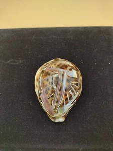 Tiger Cowrie Carved Shell W/ Palm Leaf Carving, Souvenir Collectible Seashell - Picture 1 of 11