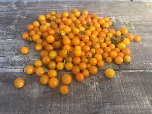 Wild Tomate Gelbe Johannisbeere 10 Samen , Super Ertrag - Bild 1 von 1