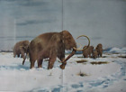 Troupeau de mammouths à l'ère glaciaire......Impression antique...1899