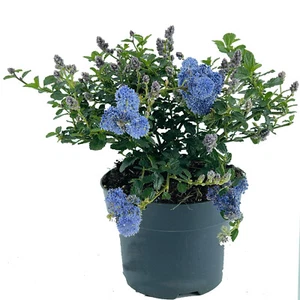 Säckelblume kriechend Rispenblüten im Topf gezogen - Bild 1 von 2