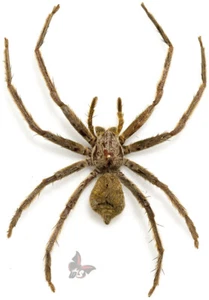Spider(Araneae) No.1,from Malaysia, UNMOUNTED - Picture 1 of 1