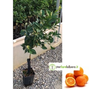 PIANTA ALBERO DI ARANCIO LANE LATE IN VASO - Foto 1 di 2