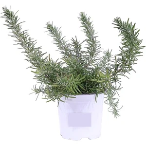 Piantine Rosmarino Prostrato | 1 Piantina di Rosmarinus officinalis Prostratus - Picture 1 of 1