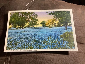 Blue bonnets – the state flower of Texas - Imagen 1 de 2