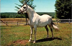 Cartolina Cavallo Stallone Bianco - Foto 1 di 2
