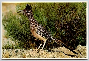 Southwest Arizona Desert Roadrunner Bird Postcard UNP 4x6 - Picture 1 of 2