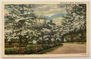 Vintage Postcard Dogwood in Bloom Atlanta Georgia The Dogwood City - Picture 1 of 2