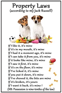 Jack Russell Terrier Dog Lovers Gift  Flexible Magnet Dog Property Laws - Picture 1 of 1