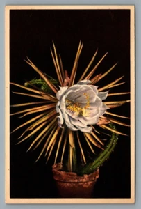 Thor E Gyger flowers postcard Moon goddess #122 Selenicereus Boeckmannii - Picture 1 of 2