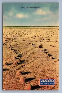 Postkarte Vintage Reisfeld in Arkansas Landwirtschaft Ernte Land der Schönheit - Bild 1 von 2