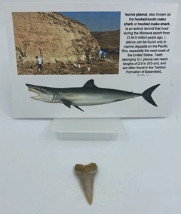 "Mako" a denti larghi C. hatalis Sharktooth Hill 1-1,5 pollici MA131 - Foto 1 di 3