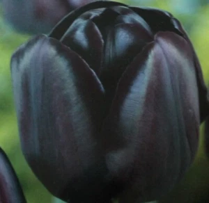 10,20,50 bulbi, tulipani, regina della notte, fioritura primaverile 2026, preordine - Foto 1 di 1