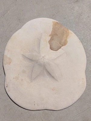 Large Puffy Sea Biscuit Sand Dollar Seashell Nautical Ocean Beach Decor - Image 1 of 4