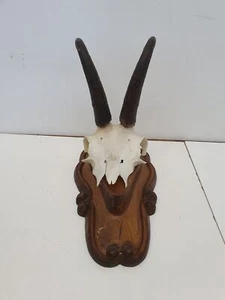 (Art.:O-794) Schöne Gamskrucke, Gamsgeweih - Bild 1 von 3