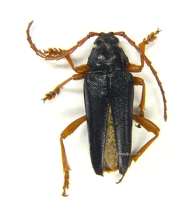 Unmounted beetle/Cerambycidae - Elateropsis lineatus, VERY RARE!, Cuba, male 1 - Picture 1 of 1