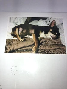 Rat Terrier Dog Puzzle 1000 PC Mix Black & Brown Chihuahua Free Ship - Picture 1 of 5