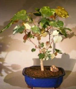 Sea Hibiscus Bonsai Live Tree Variegated Yellow Flowering Indoor 12-13'' Tall - Picture 1 of 3