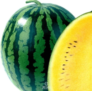 Gelbe Wassermelone Citrullus lanatus 10 Samen - Bild 1 von 8