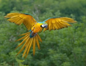 Blue Yellow Macaw Parrot Flying Bird Trees Photo Poster Art Print, PICK SIZE - Picture 1 of 1