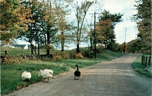 ELMER, N. J., OLD COUNTRY ROAD, Nyce Manufacturing Co. Inc., Vern Postcard - Picture 1 of 2