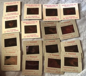 Nude Vintage Original Slides Model Lot 16 Slides 10 by Harrison Marks 1960-70’s - Picture 1 of 6