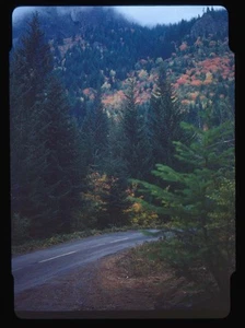 Red Boarder Winding Road Through Forest with Fall Foliage - Picture 1 of 2
