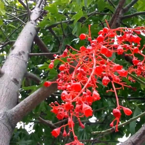 Brachychiton Acerifolius - 10 Seeds - Australian Flame Tree - Picture 1 of 1