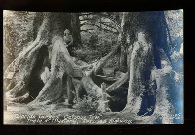 California-lot of 2-REAL PHOTO-Redwood Highway-lot 28 - Image 1 of 2