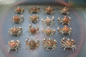 Crab taxidermy -  Leucosia anatum (Pebble Crab) 36mm-52mm  - 16pcs  TAKE ALL! - Picture 1 of 4