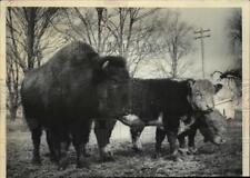 1961 Press Photo Small Female Bison Mingling With Cattle on Farm - mja59181
