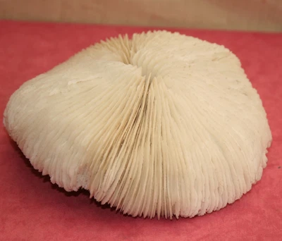 VINTAGE, OLD, NATURAL WHITE MUSHROOM SEA CORAL, LARGE PIECE, BOUGHT 1960S - Image 1 of 4