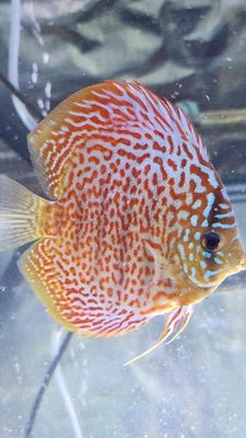 Ring Leopard Discus Fish 4” - Image 1 of 4