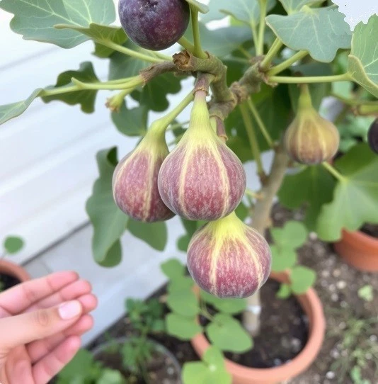 2 winterharte gross-fruchtige Feigen exotische Pflanzen im für den Garten - Bild 1 von 1