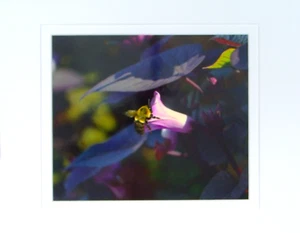 "Bee at Work" Photographic Print Double- Matted to fit 11" x 14" Frame - Picture 1 of 1