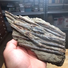 Fossil Dinosaur Hadrosaur Articulated Tendon In Matrix Hell Creek From Montana