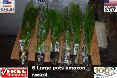 6 Pots of Large amazon sword Plant  Easy Aquarium aquascaping planted tank easy - Image 1 of 4