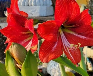 Red Giant Amaryllis Hippeastrum SEEDS - Picture 1 of 9