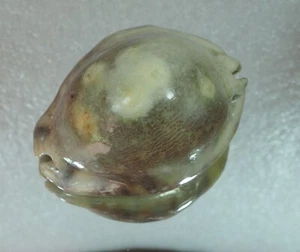 CYPRAEA ARABICA ASIATICA GIBBA CALLOUS - Picture 1 of 4