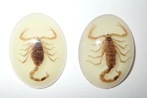 Insect Cabochon Golden Scorpion Specimen Oval 30x40 mm Glow 2 pieces Lot - Picture 1 of 11