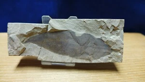 GEOLOGICAL ENTERPRISES Eocene Fossil plant Allophylus flexifolia Colorado - Picture 1 of 4