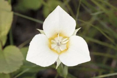 Calochortus apiculatus | Pointedtip Mariposa Lily | 10 Seeds - Image 1 of 4