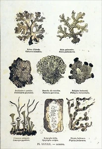 HERBIER (LICHENOLOGIE)- LICHEN d'ISLANDE,STICTA, OMBILICAIRE, PARMÉLIE,PELTIGERE - Picture 1 of 3
