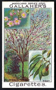 GALLAHER - WOODLAND TREES SERIES - #93 THE ALMOND TREE - Picture 1 of 2