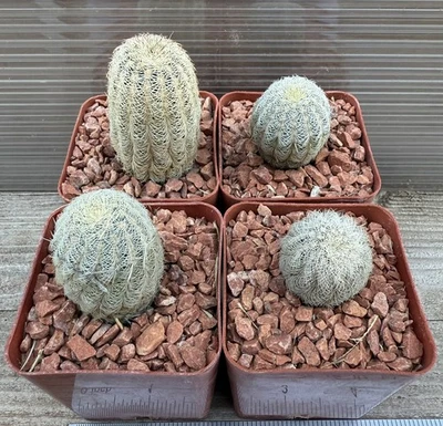 Echinocereus reichenbachii- Hedgehog Cactus (4 Pack) - Image 1 of 2