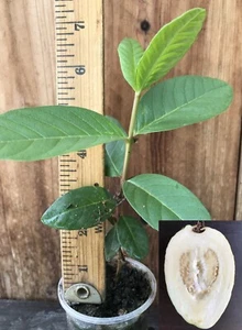 1 Asian Cream White Tropical Guava Fruit Tree Psidium Guajava Tree App 15" - Picture 1 of 15